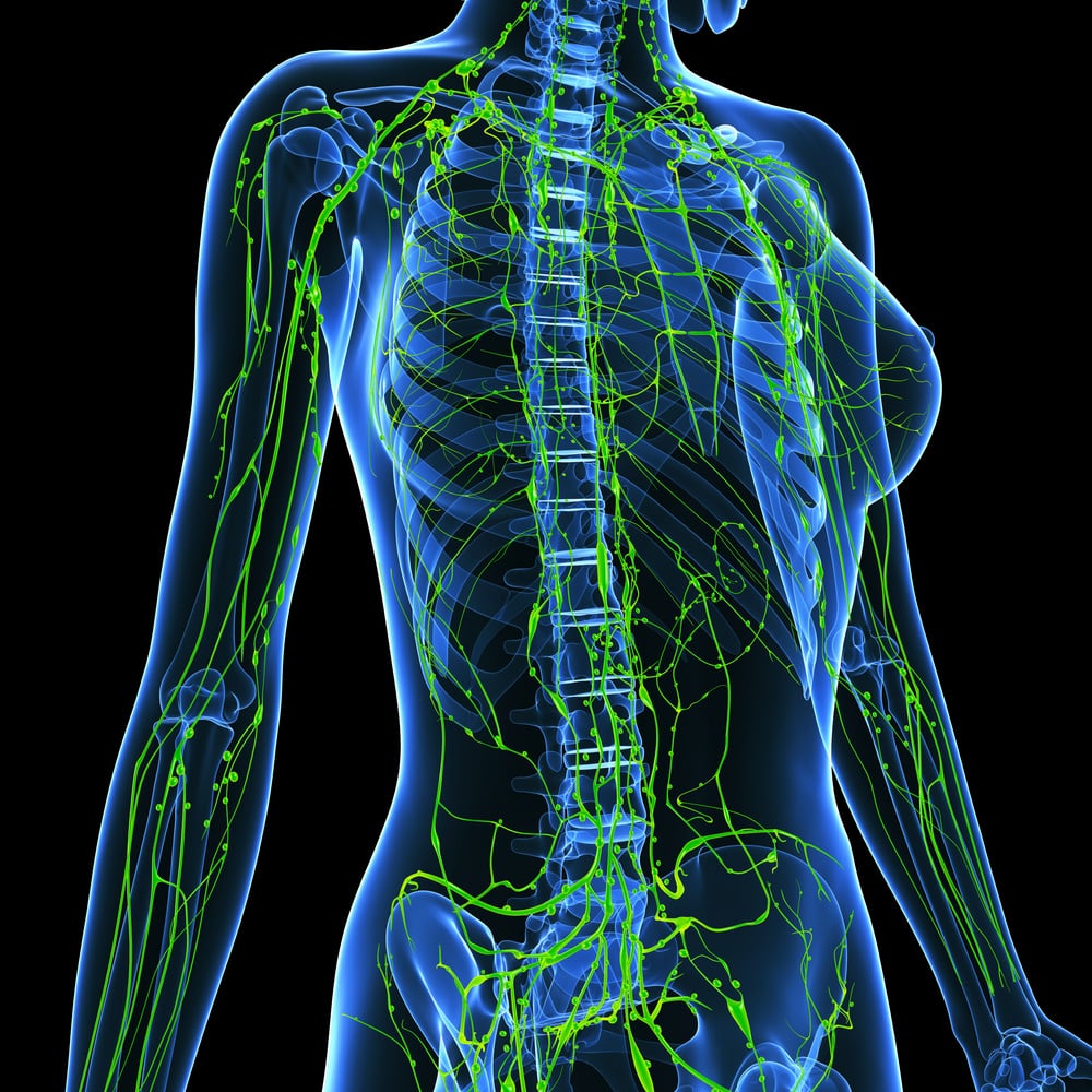 lymphatic system of female front with skeleton