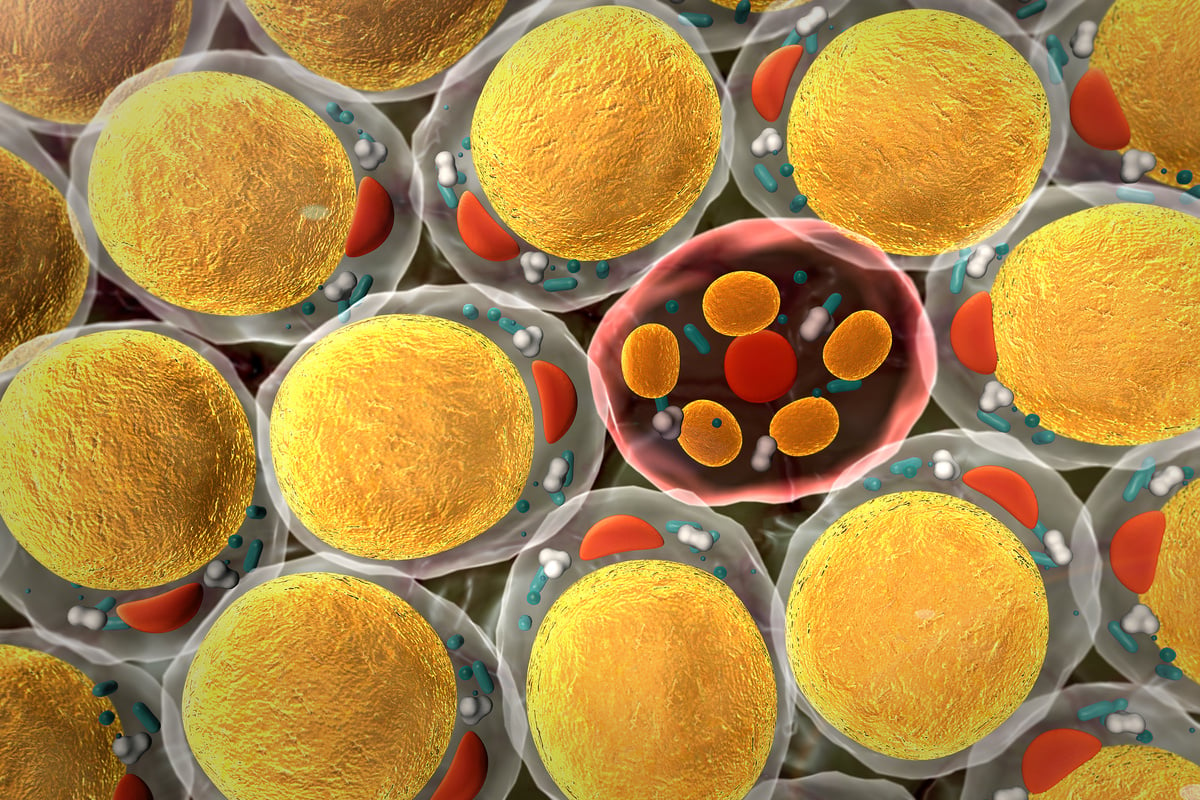 Fat Cells Closeup